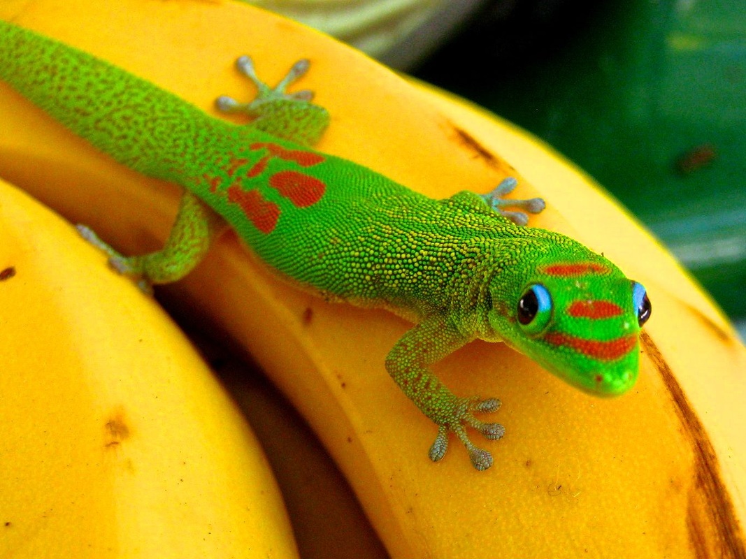 gecko.jpg